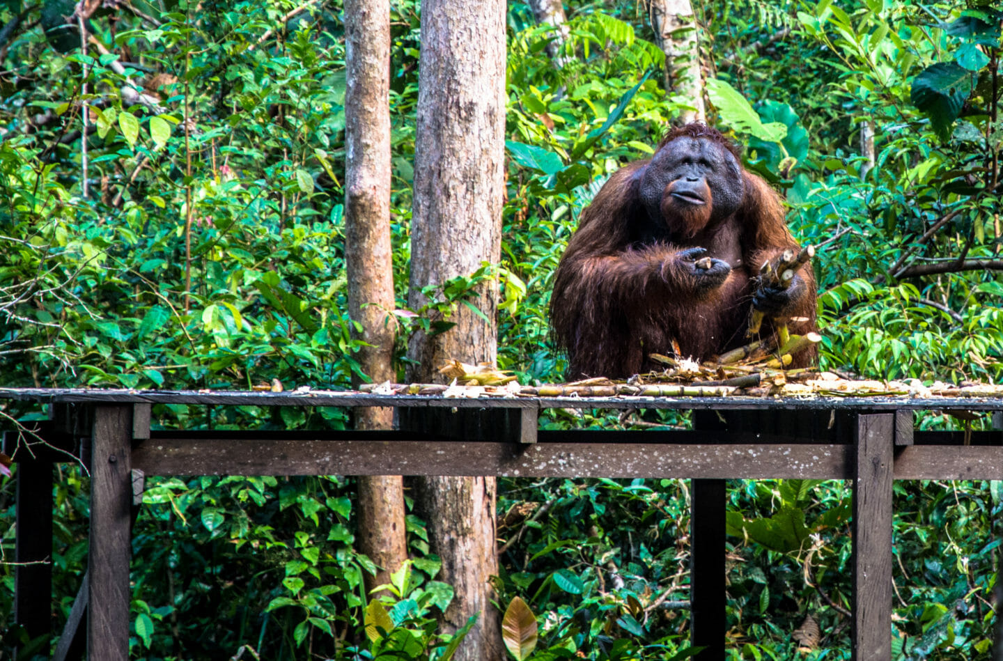 orangutan macho