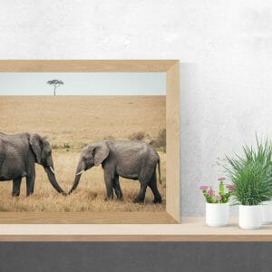 Elefantes uniendo trompas